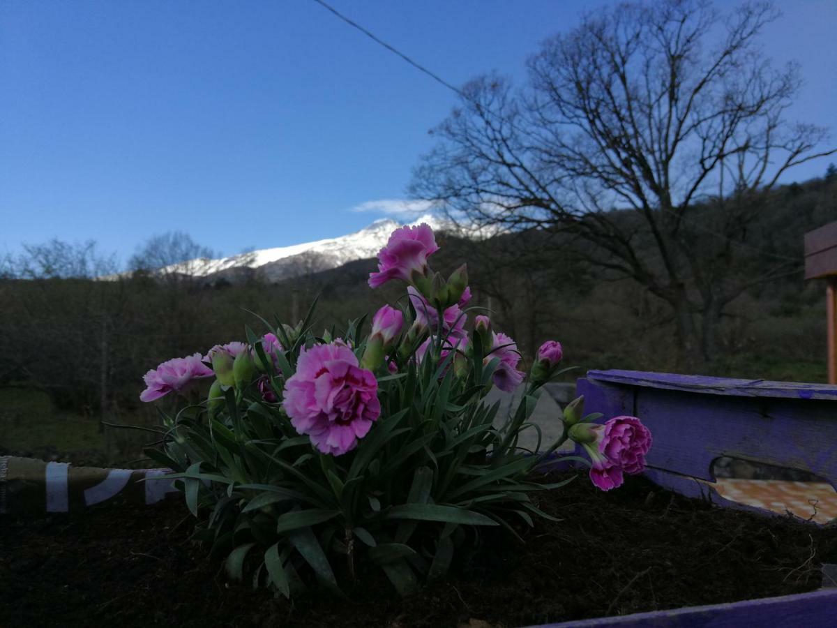 Viola Nel Parco Villa SantʼAlfio Dış mekan fotoğraf
